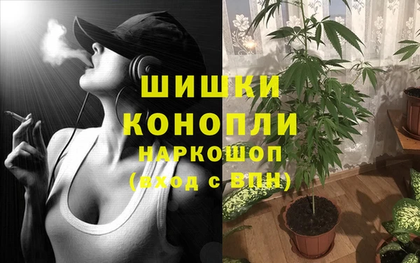 крисы Бородино